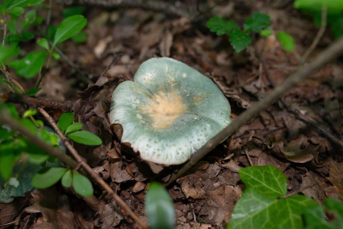 green quilted russula