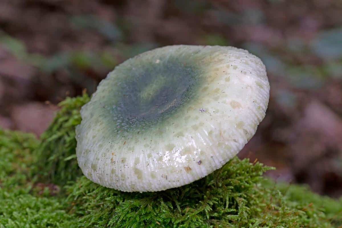 green cracking russula