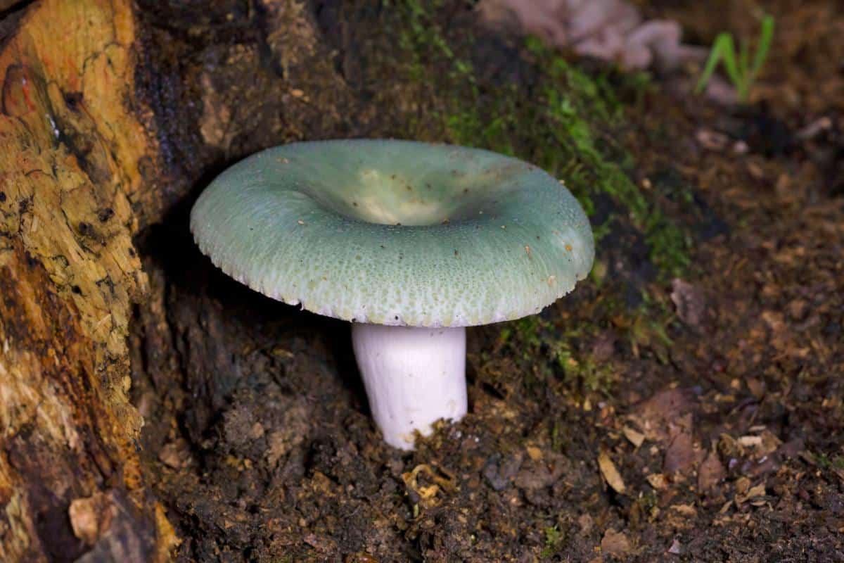 quilted green russula mushroom