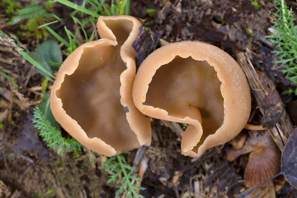 spreading brown cup mushroom