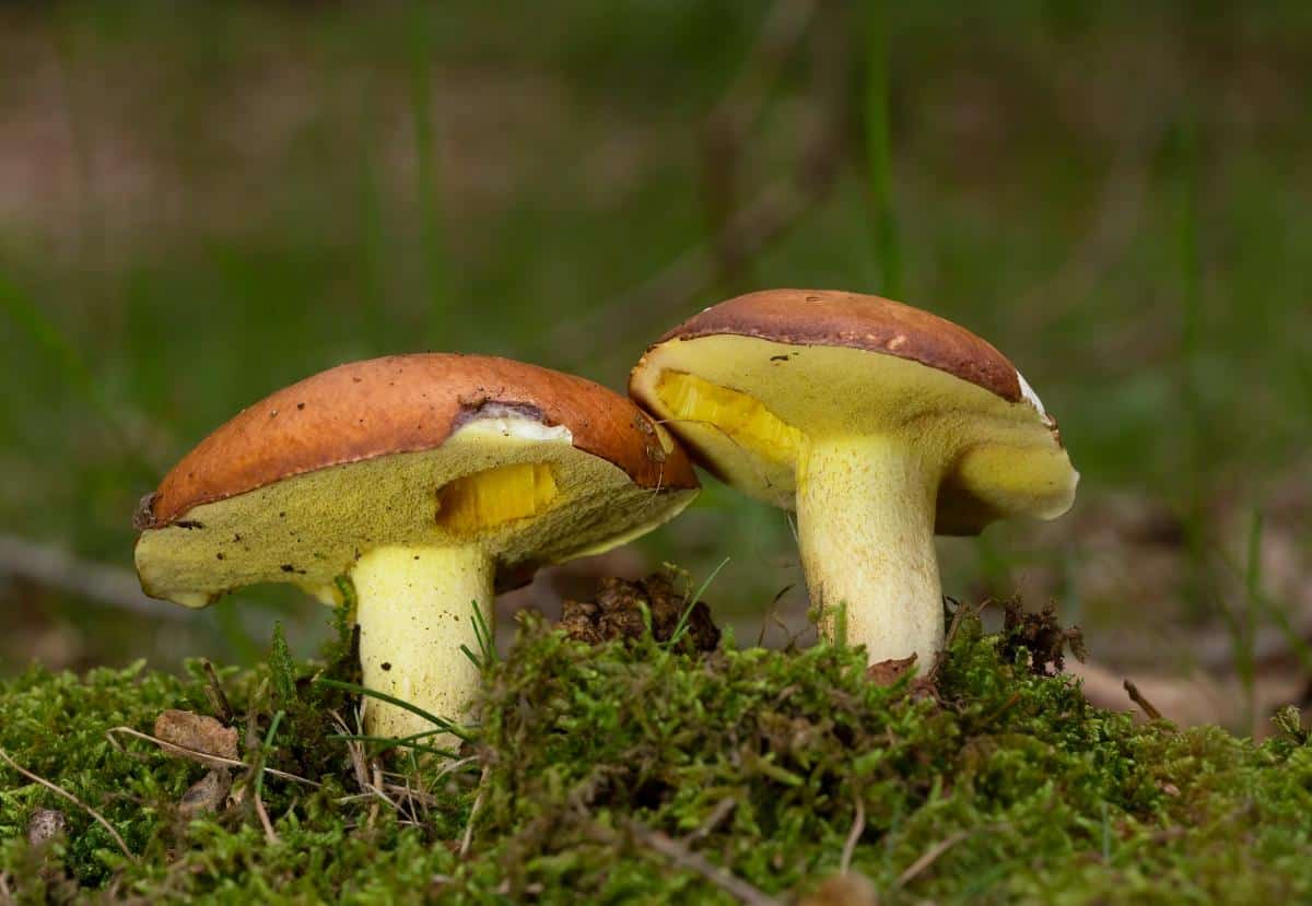 butterball bolete