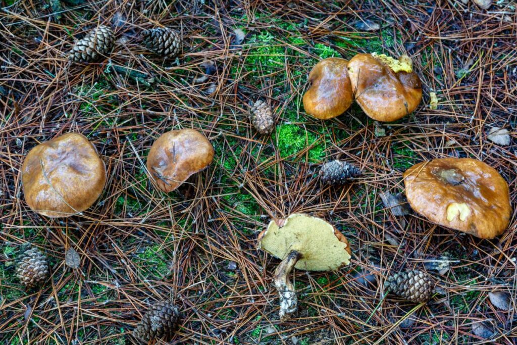 Butterball Bolete Identification And Foraging Guide Mushroom Appreciation 2685