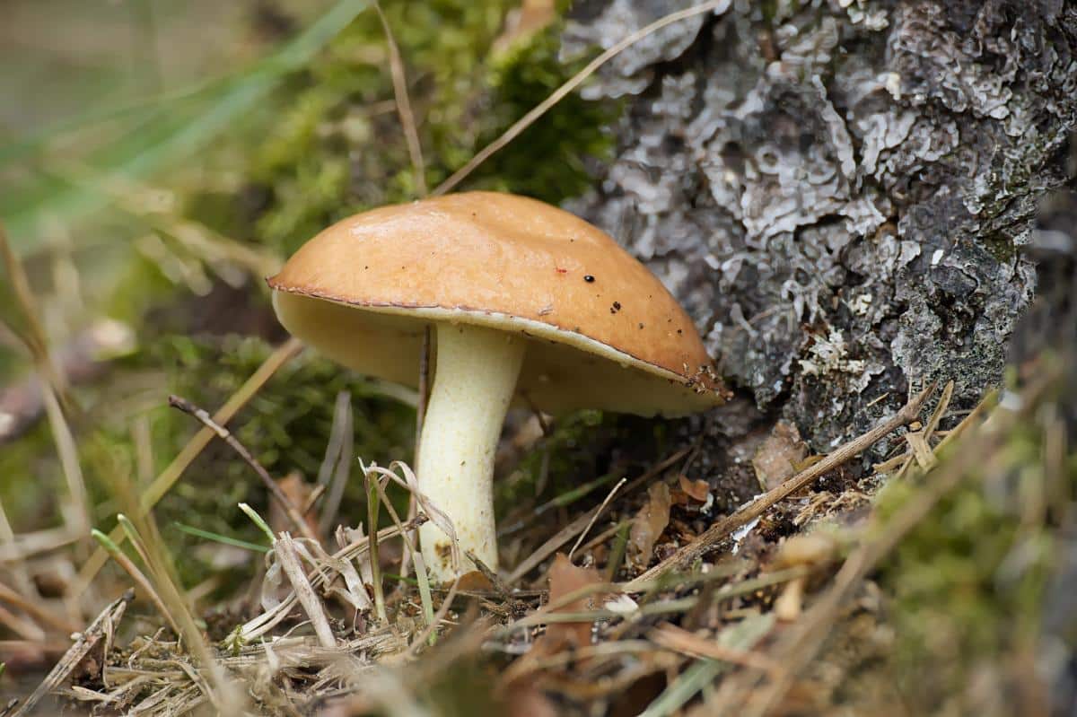 butterball bolete mushroom