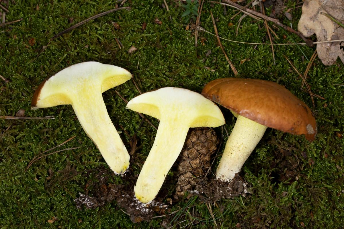 Suillus weaverae