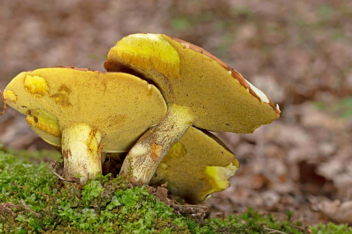 Suillus weaverae (commonly confused with Suillus granulatus)