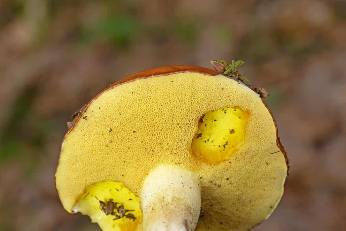 Suillus weaverae (commonly confused with Suillus granulatus)