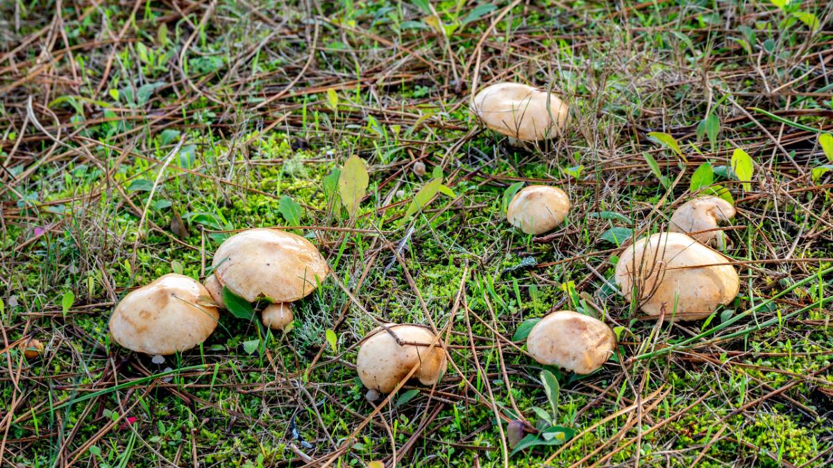 suillus butterball mushroom