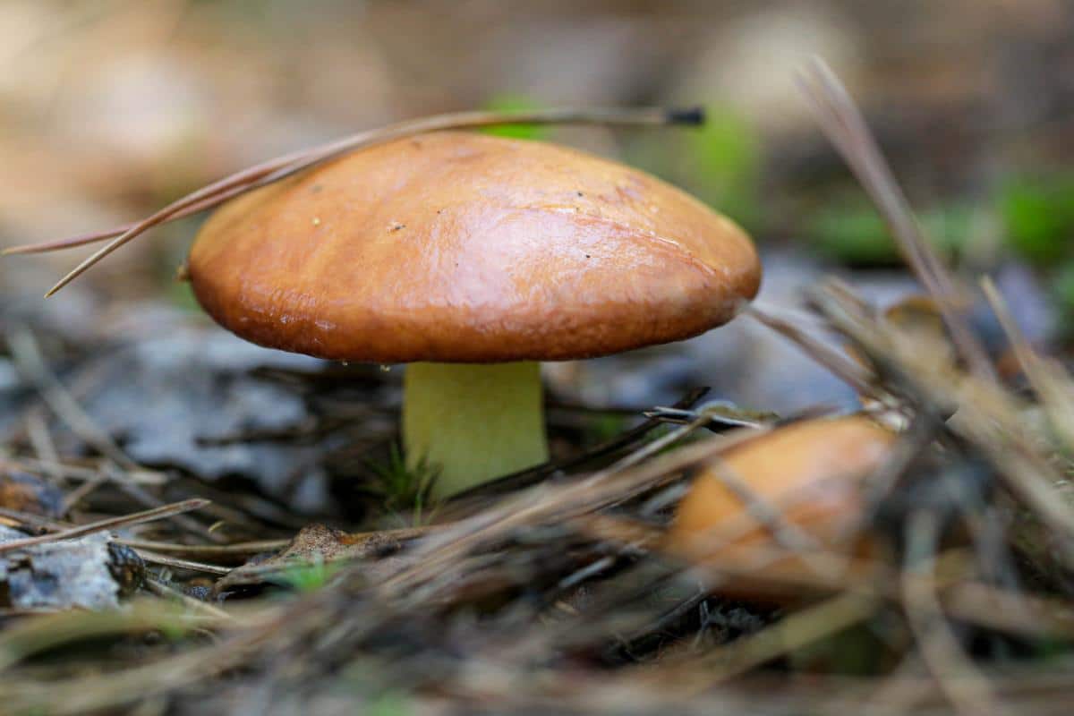 Suillus weaverae (commonly confused with Suillus granulatus)