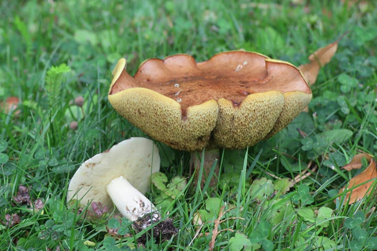 butterball bolete mushroom