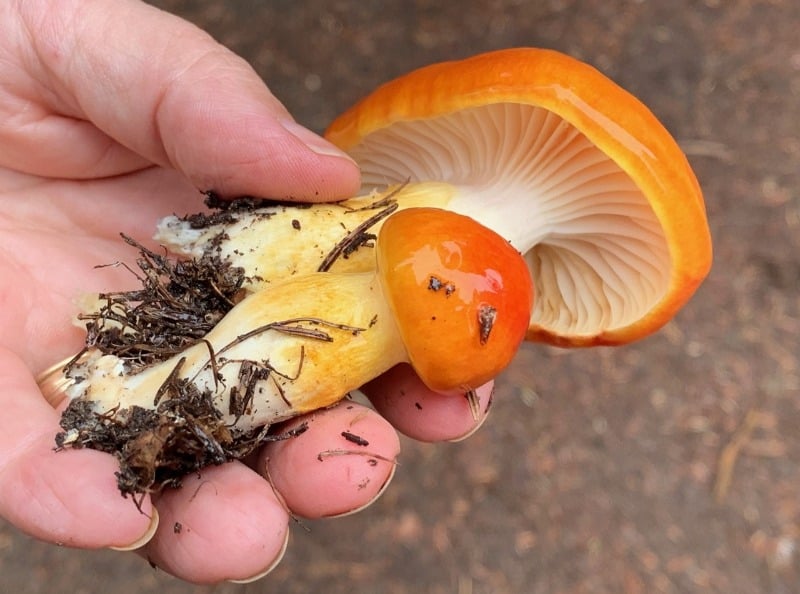 Larch Waxy Cap (Hygrophorus speciosus)