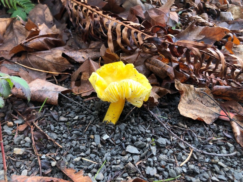 Golden Waxcap (Hygrocybe chlorophana/Hygrocybe flavescens group)