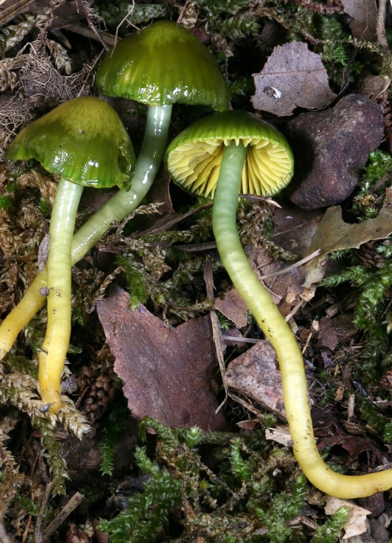 Parrot Mushroom (Gliophorus psittacinus)