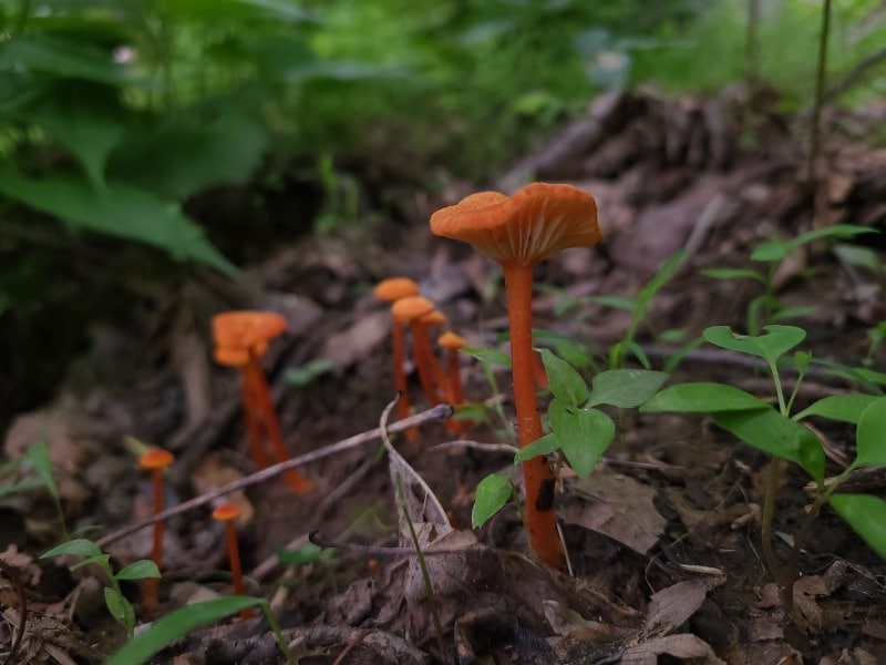 Chanterelle Waxy Cap (Hygrocybe cantharellus)