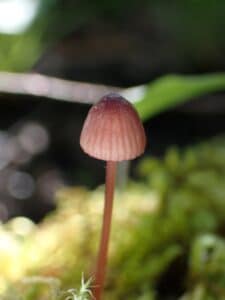 Bleeding Mycena: Identification, Lookalikes, and Uses - Mushroom ...