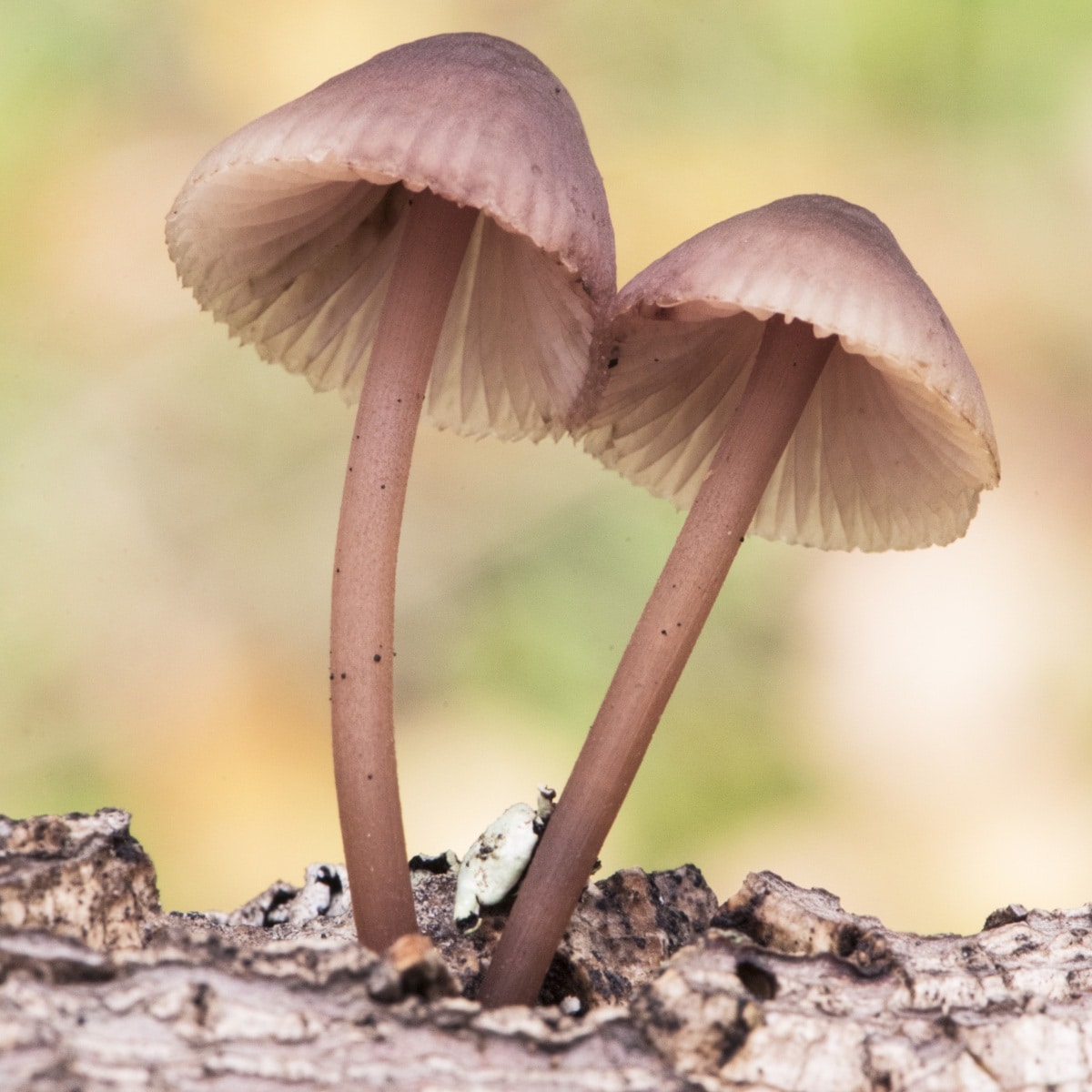 bleeding mycena