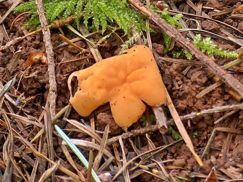 Gyromitra leucoxantha