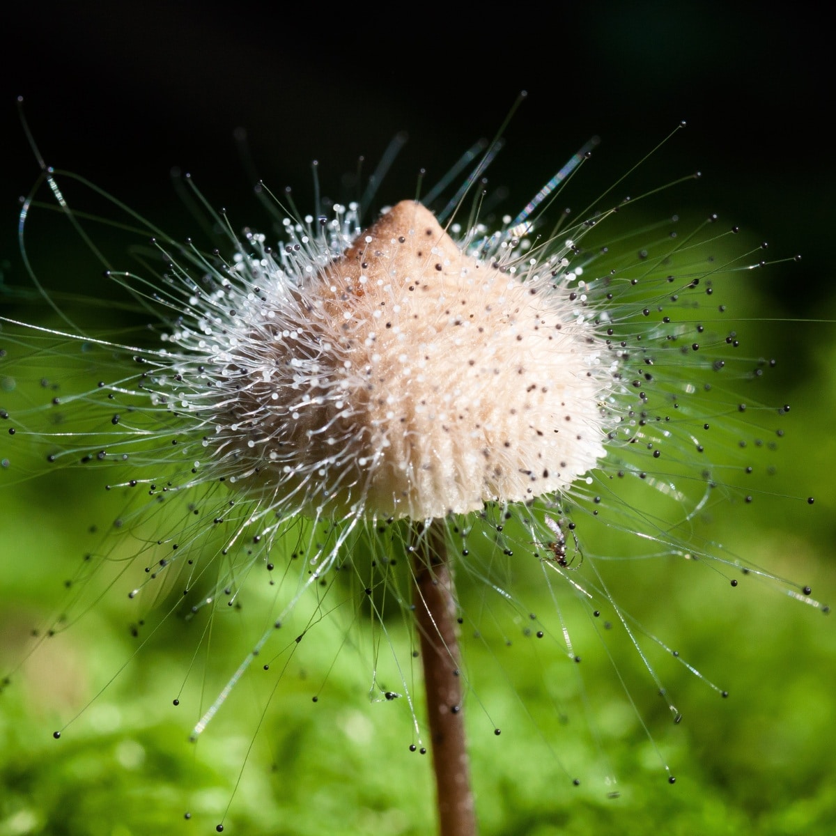 mycena and Spinellus