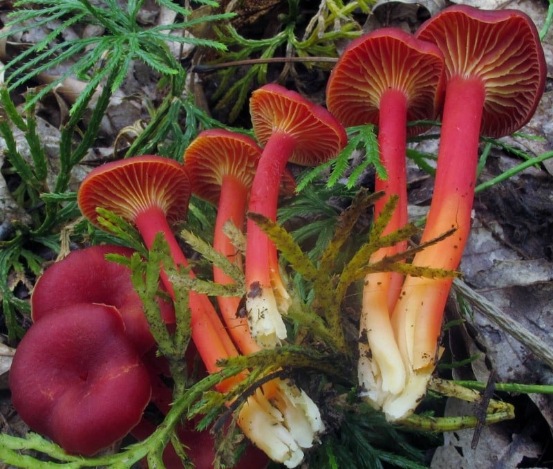 Appalachian Waxy Cap (Hygrocybe appalachianensis)