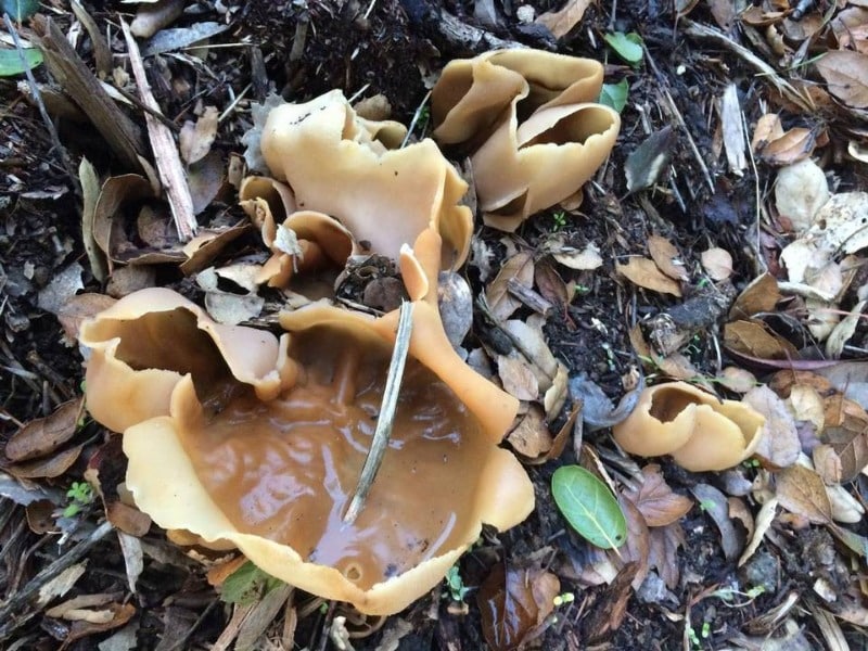 Common Dung Cup (Peziza vesiculosa)