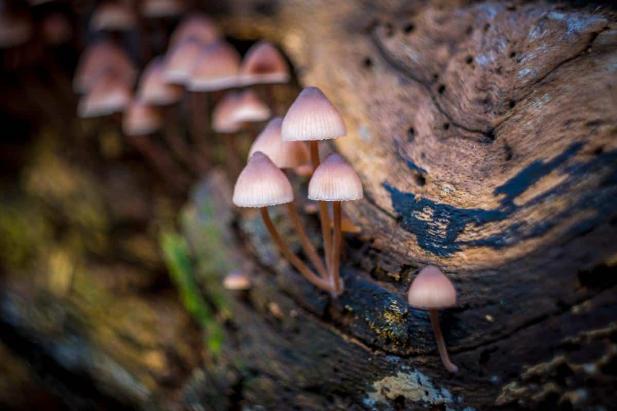 Mycena haematopus