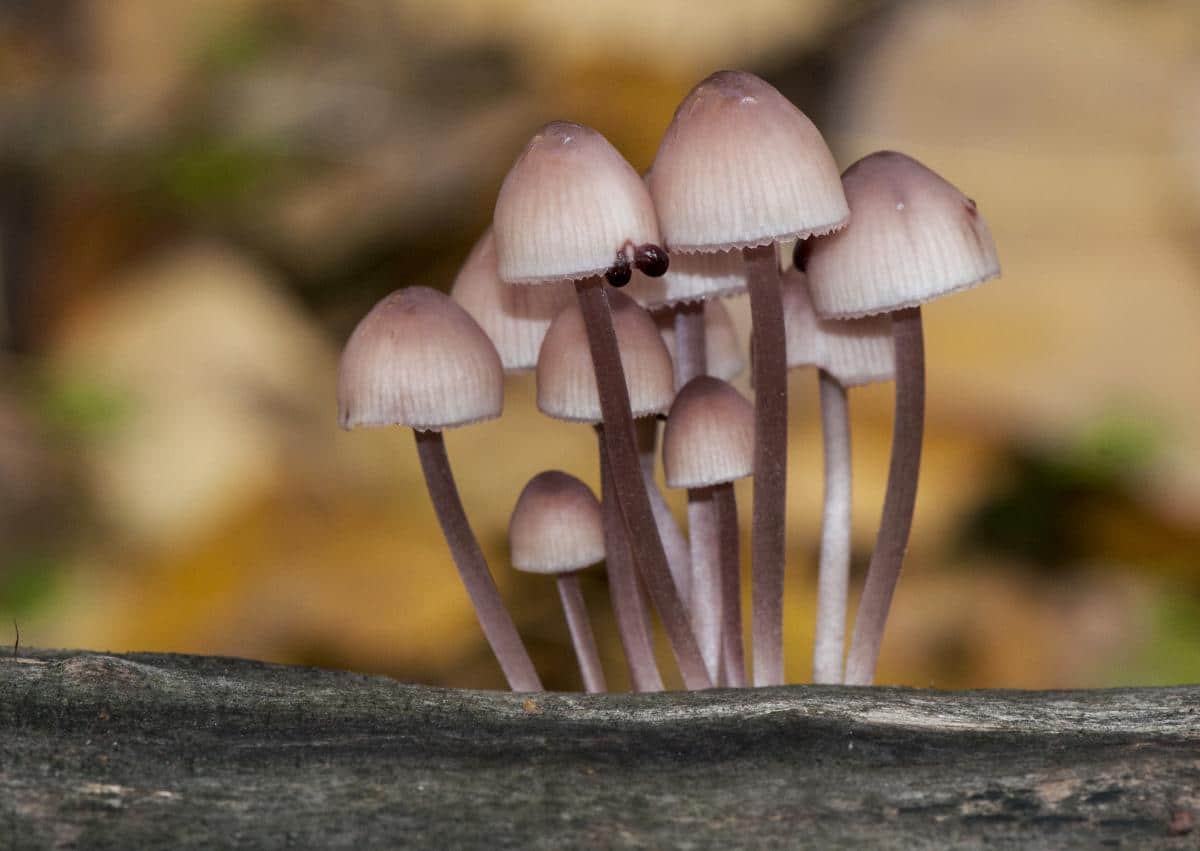 Mycena haematopus