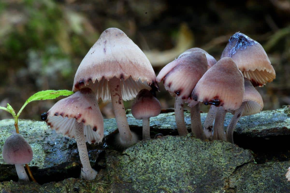 Mycena haematopus