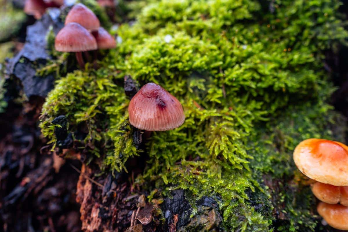 Mycena haematopus