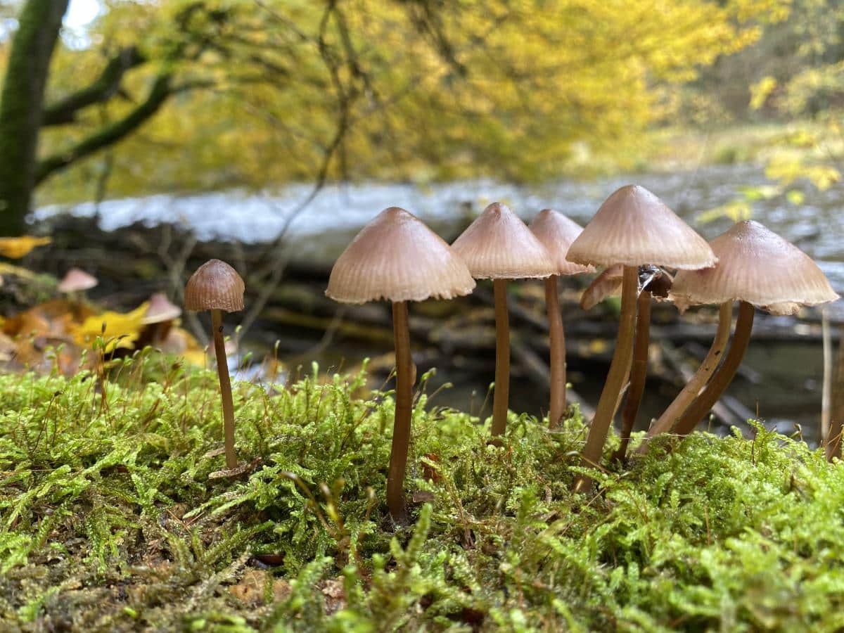 bleeding mycena mushroom