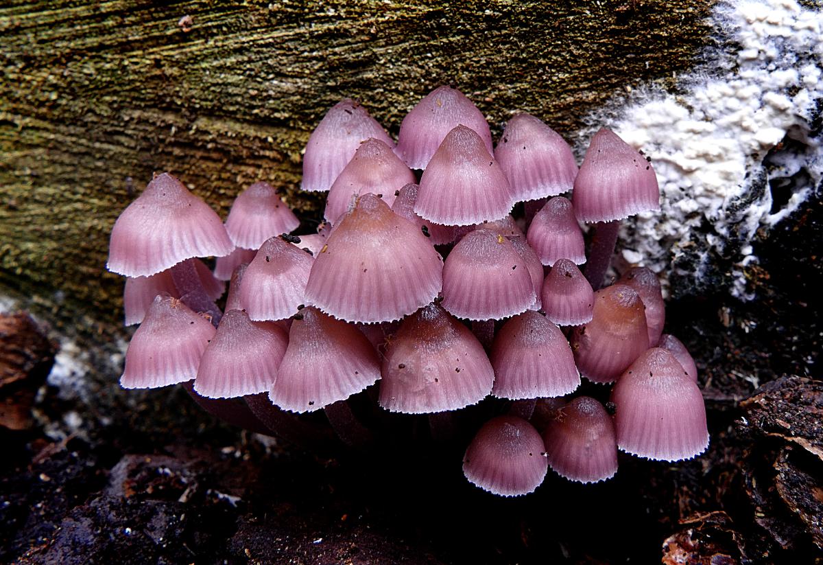 bleeding mycena mushroom