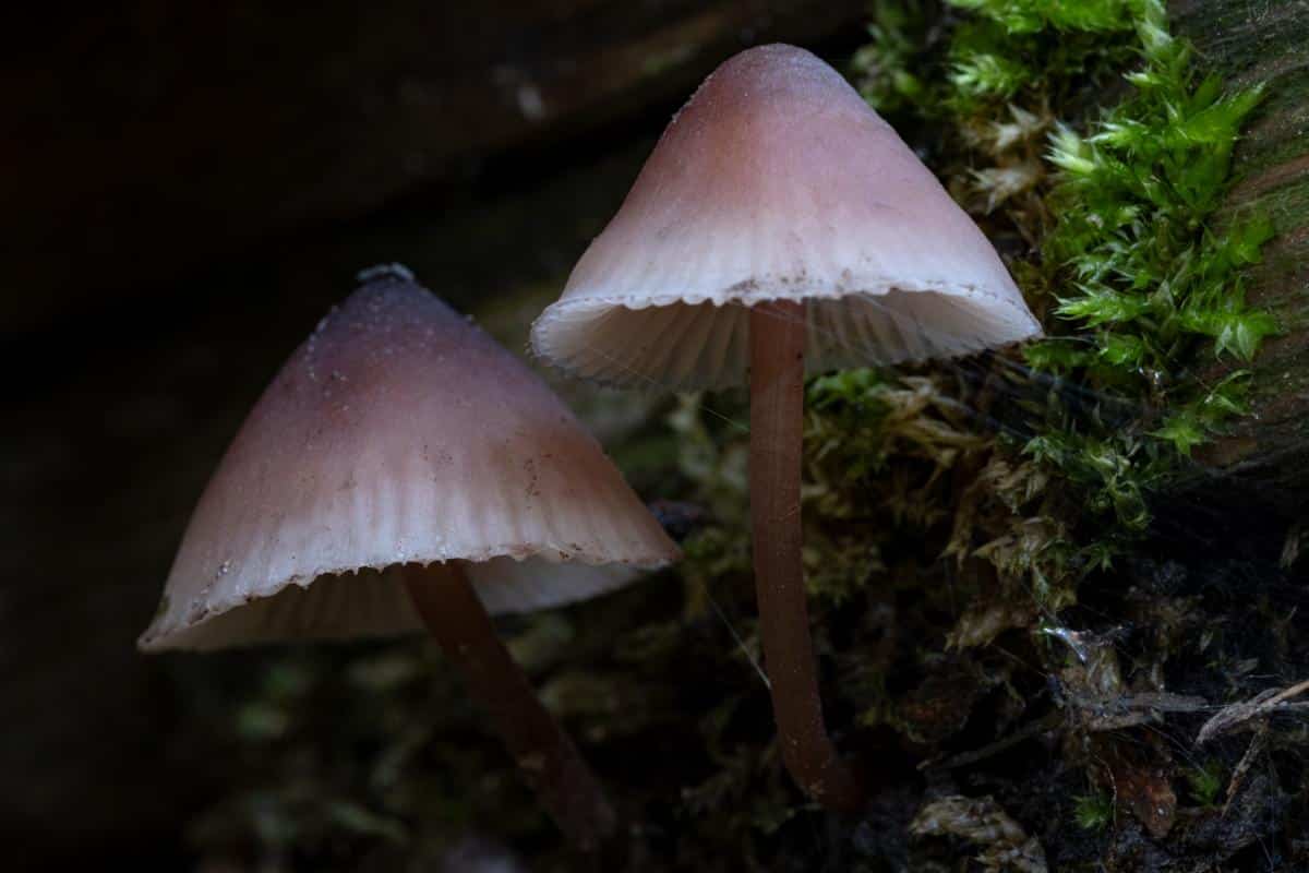 Mycena haematopus