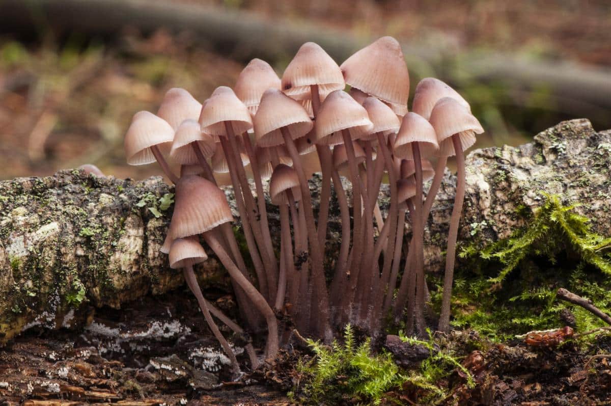 Mycena haematopus