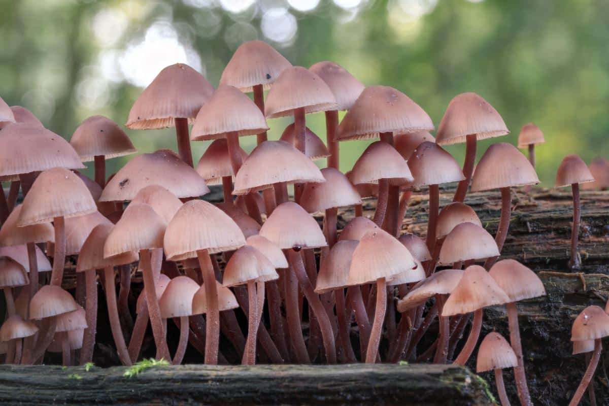 Mycena haematopus