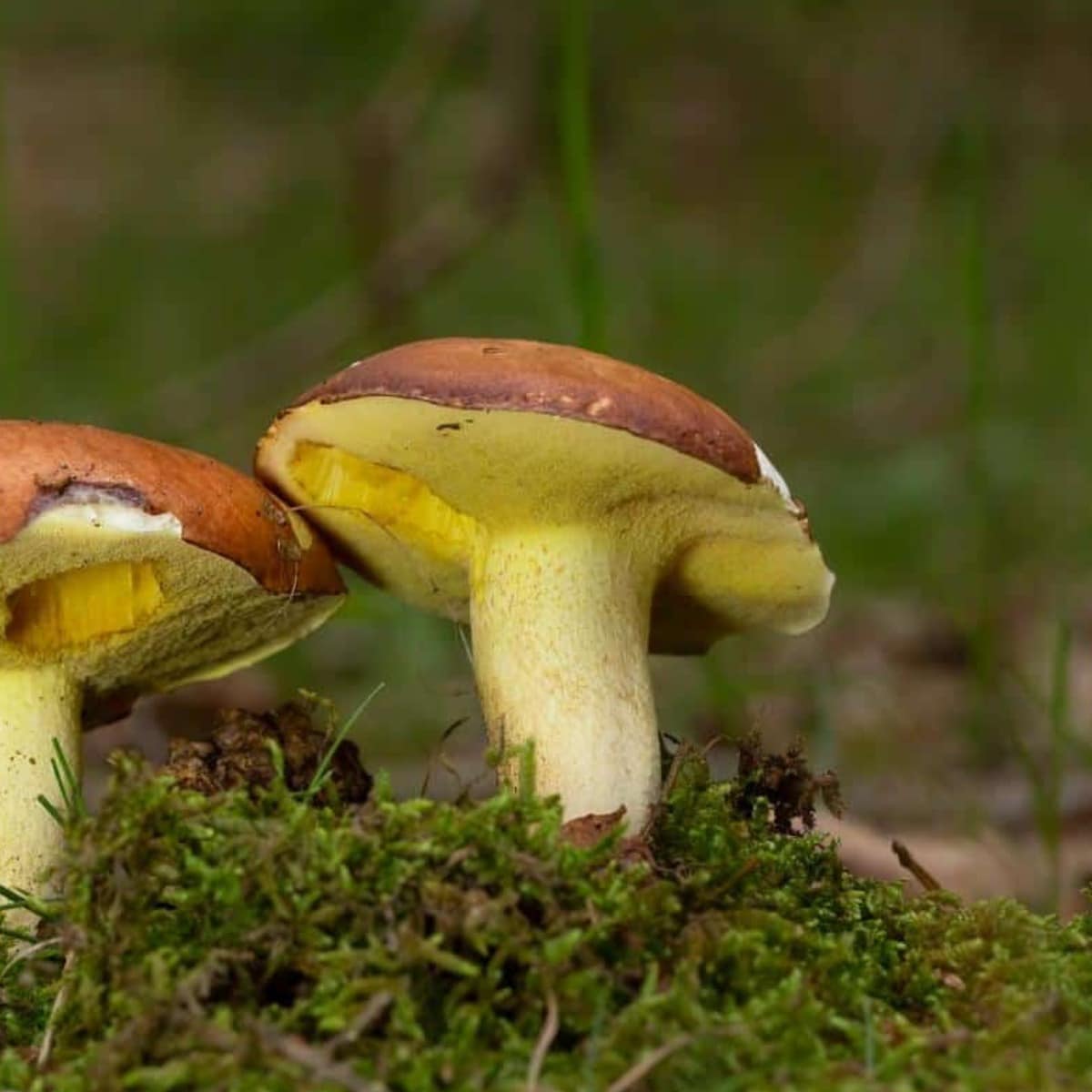 suillus boletes