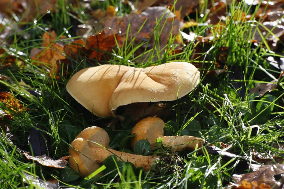 Phaeolepiota aurea