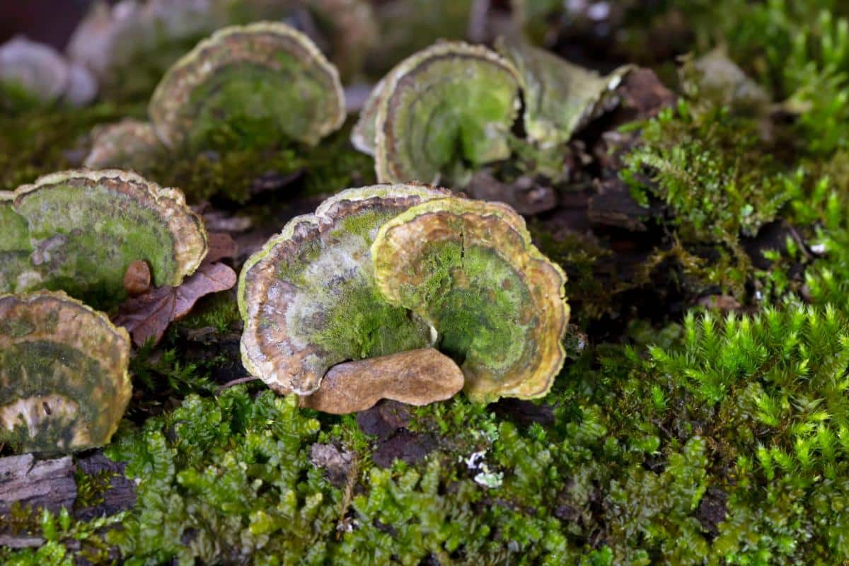 mossy maze polypore