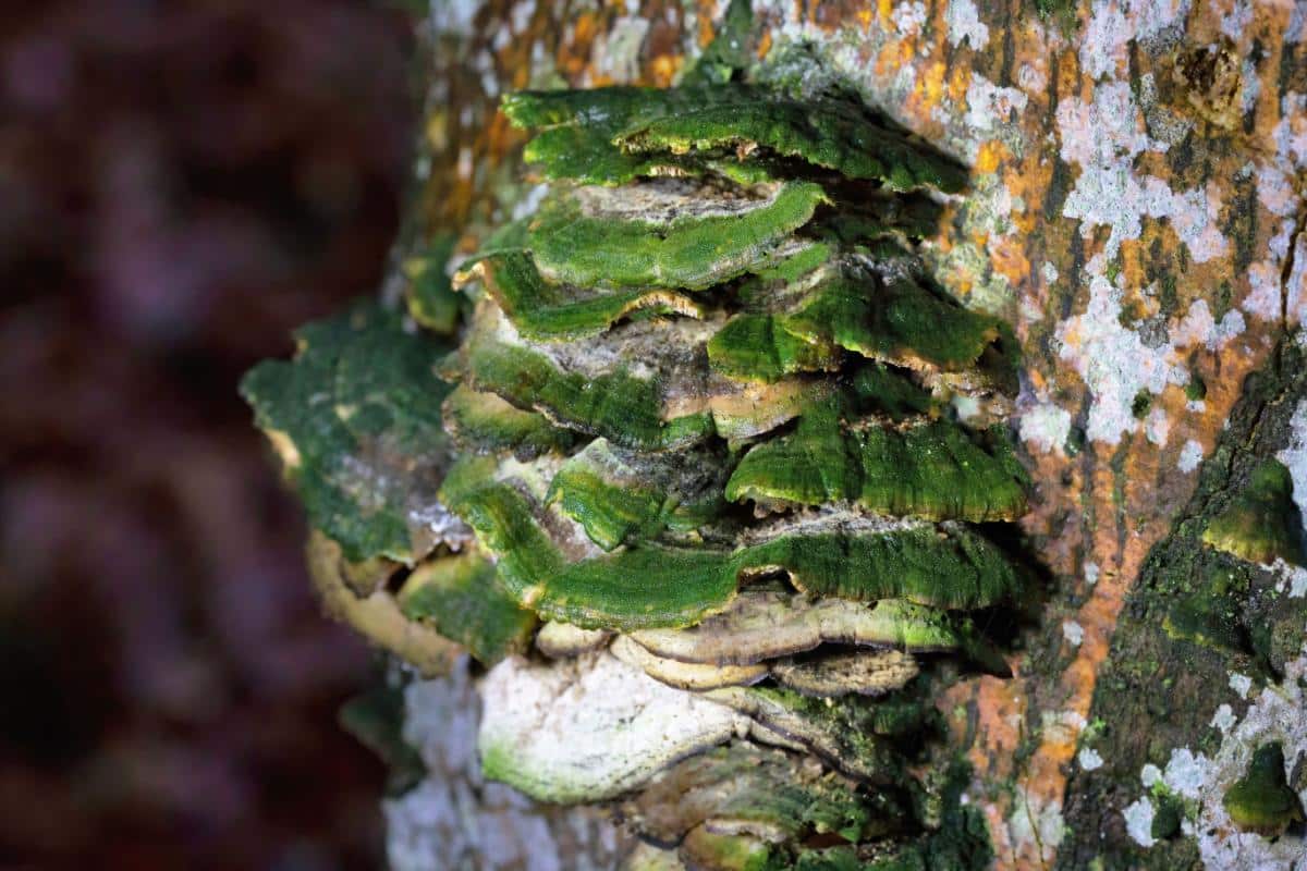 mossy maze polypore