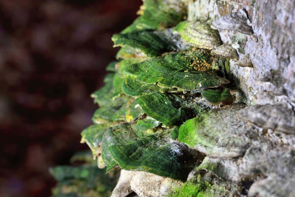 mossy mazegill mushroom