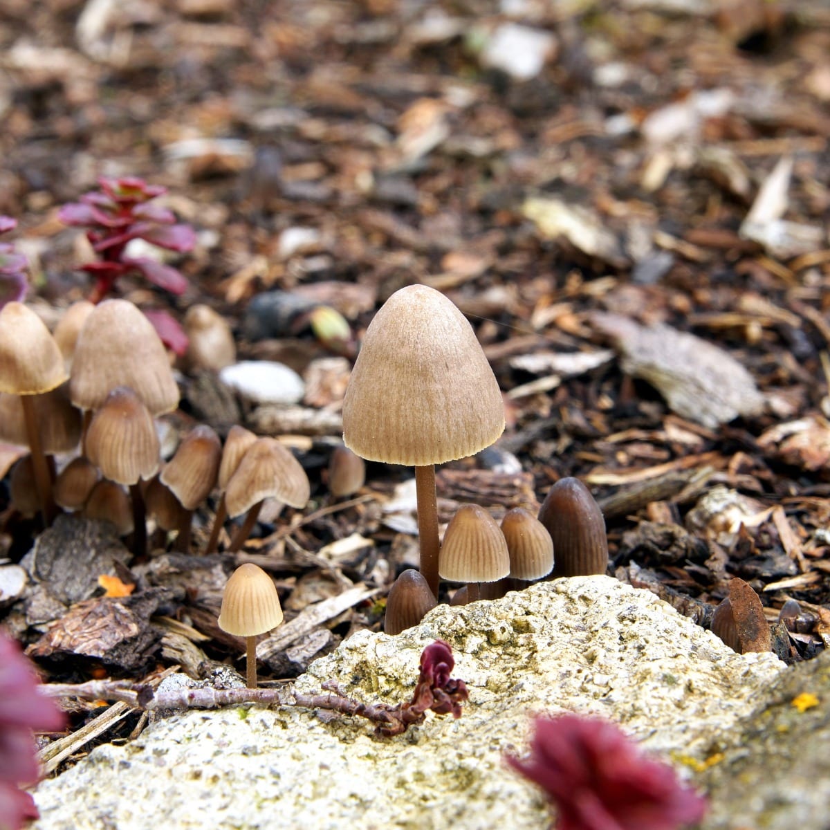 mycena fungi