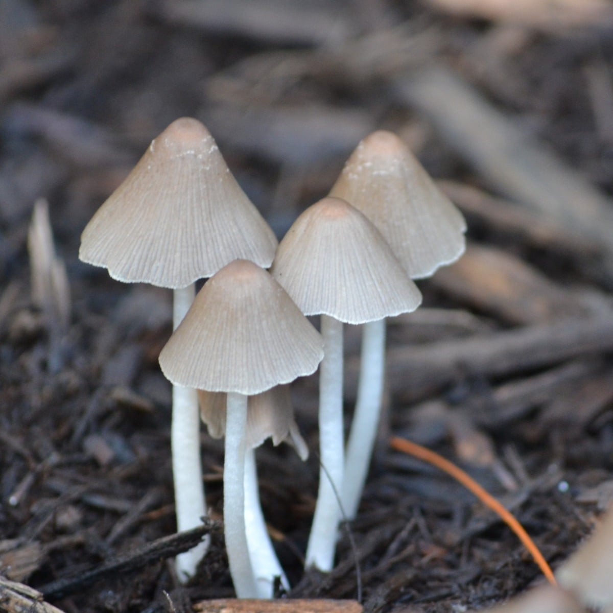 mushrooms in mulch