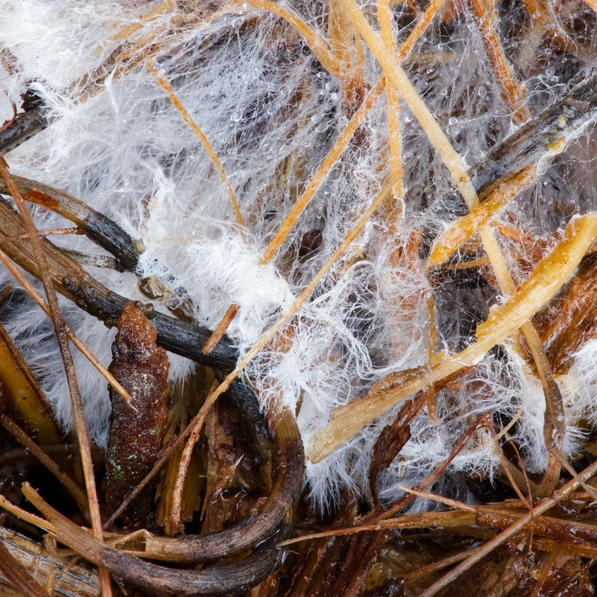 mycelium