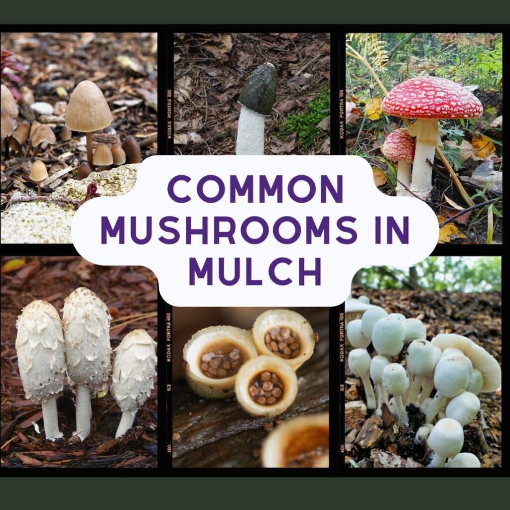 Old Man of the Woods: Identification, Foraging, and Cooking - Mushroom ...