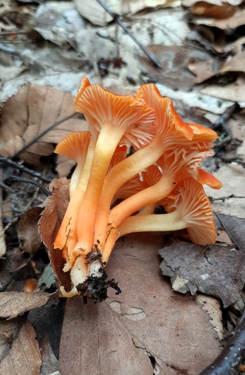 waxy cap mushrooms gills and stem