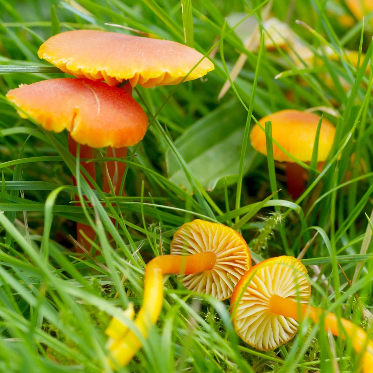 waxy cap mushrooms