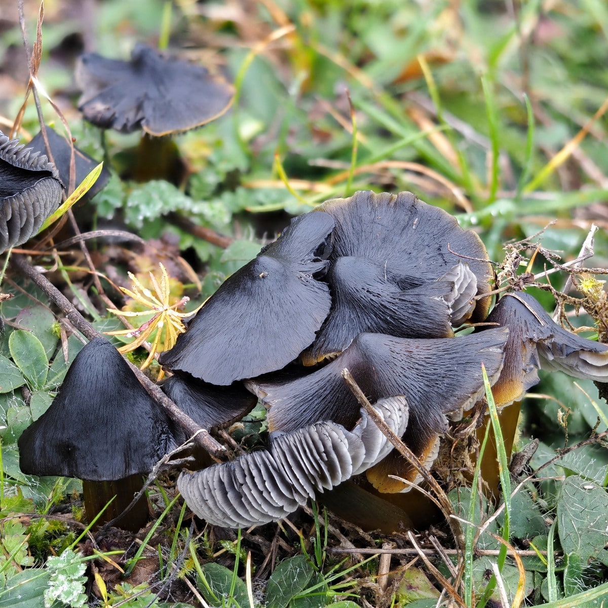 blackening waxy cap