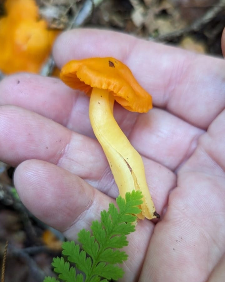 Hygrocybe, Hygrophorus,