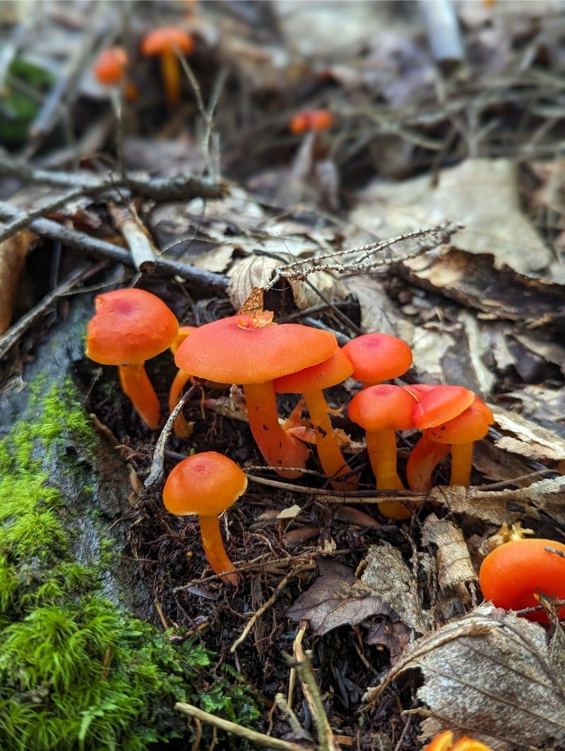 waxy cap mushrooms