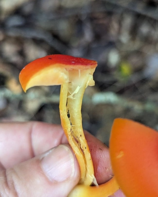 hollow waxy cap mushroom stem