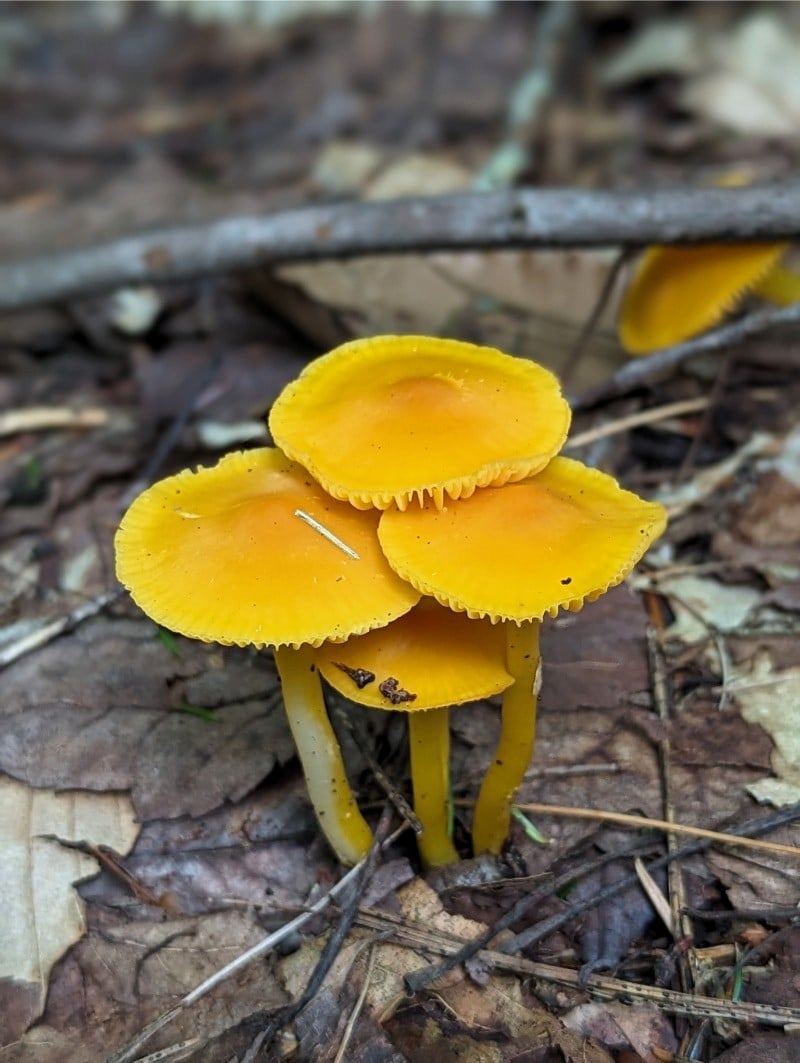 Hygrocybe, Hygrophorus,