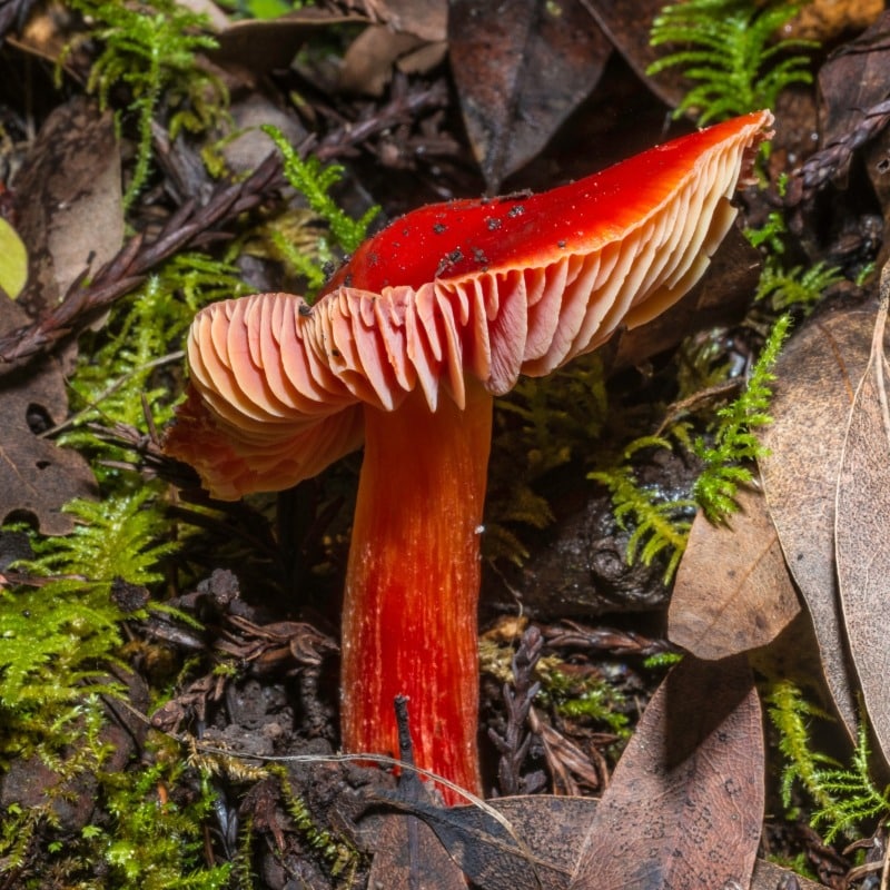 Hygrocybe, Hygrophorus, waxy cap mushrooms, scarlet waxy cap