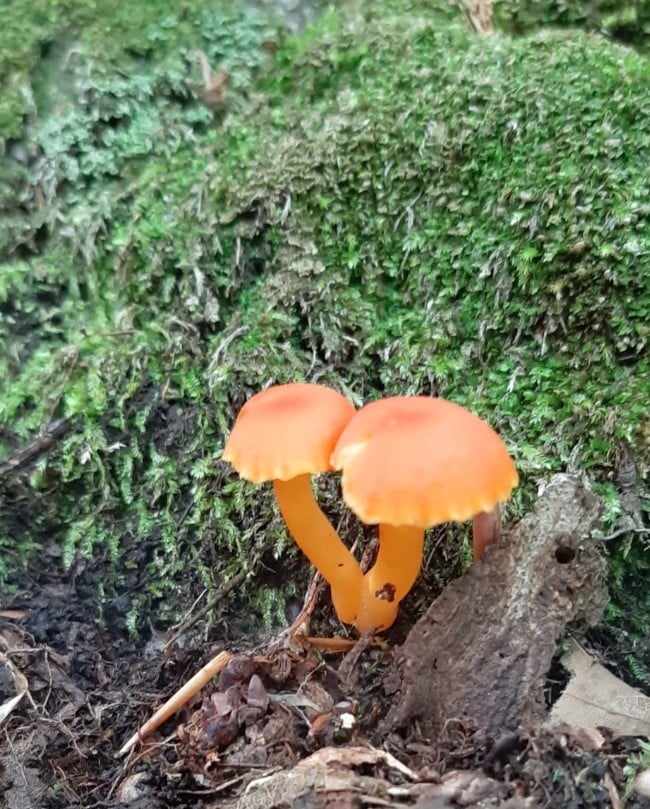 Hygrocybe, Hygrophorus, edibility